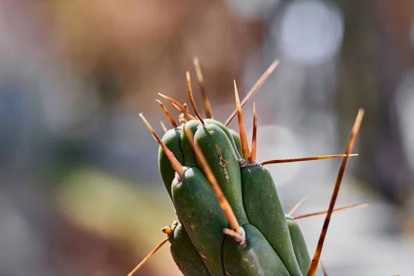 Egy Közelkép Egy Kaktuszról Éles Tüskékkel — Stock Fotó