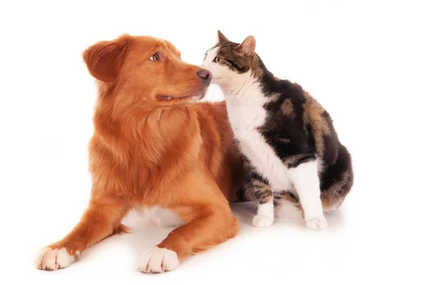 Gatto Nova Scotia Cane Retriever Che Giocano Modo Divertente Una — Foto Stock