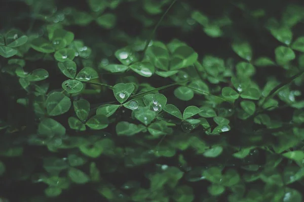 Primo Piano Impianto Con Piccole Foglie Verdi Con Gocce Pioggia — Foto Stock