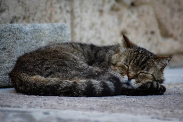 Primo Piano Simpatico Gatto Addormentato Strisce Terra Durante Giorno — Foto Stock