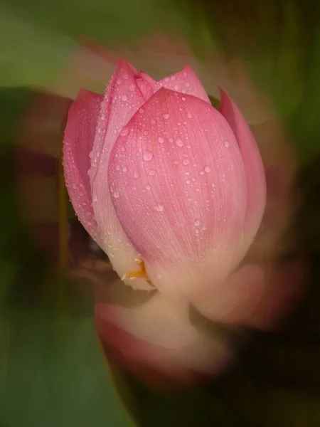 Bel Primo Piano Fiore Loto Rosa Uno Sfondo Verde Brezza — Foto Stock