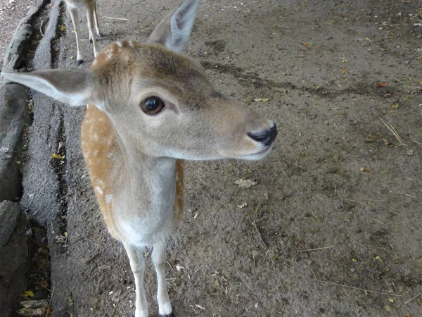 Das Süße Und Entzückende Braune Reh Mit Punkten Zoo — Stockfoto