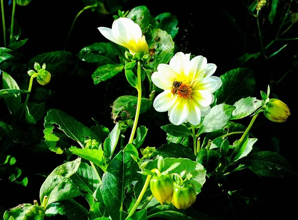 Beautiful Shot Bumblebee Sitting White Flower — Stock Photo, Image