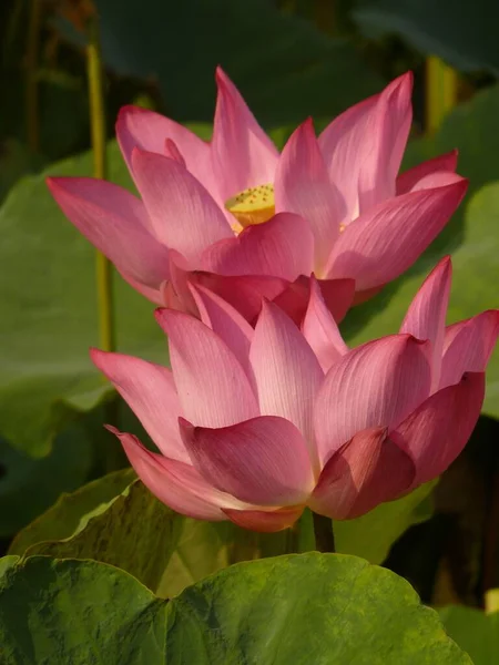 Primer Plano Hermosos Lotos Rosados Brisa Del Verano —  Fotos de Stock