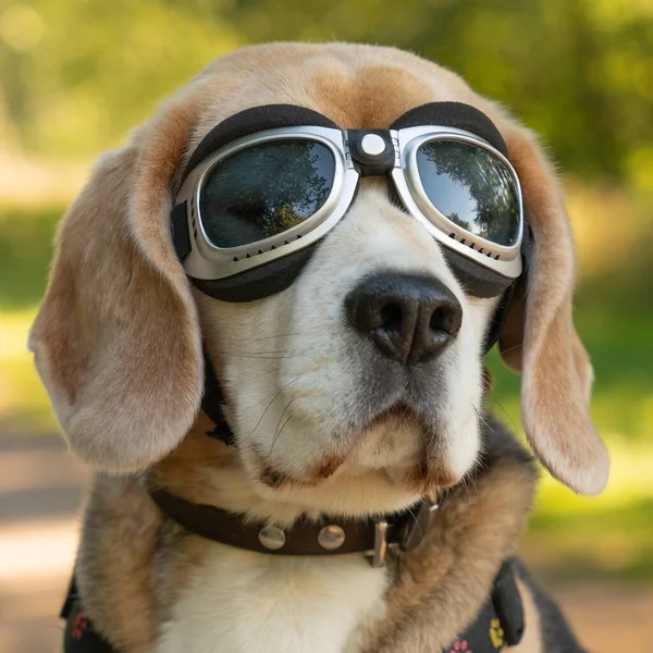 Närbild Bild Beagle Solglasögon Med Suddig Bakgrund — Stockfoto