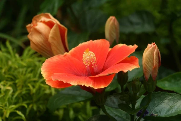 Gros Plan Fleurs Chinoises Hibiscus — Photo