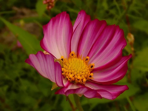 Eine Nahaufnahme Einer Blühenden Rosa Kosmos Blume Tag Auf Dem — Stockfoto