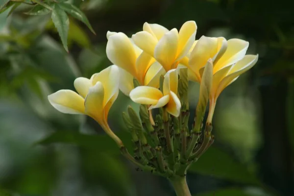 Een Close Shot Van Gele Mexicaanse Frangipani Bloemen — Stockfoto