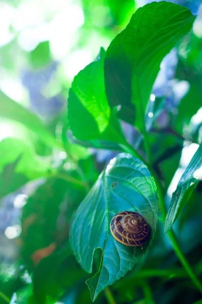 Primer Plano Caracol Negro Amarillo Sobre Una Vibrante Hoja Verde — Foto de Stock