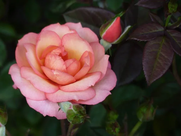 一枝美丽的粉红玫瑰在灌木丛的背景上的水平照片 — 图库照片