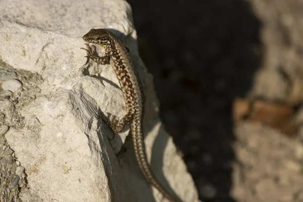 Gros Plan Lézard Assis Sur Une Pierre Sous Soleil — Photo