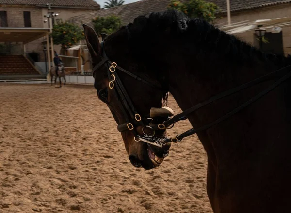 Cavalo Quintal Corboda Andaluzia Espanha Durante Dia — Fotografia de Stock