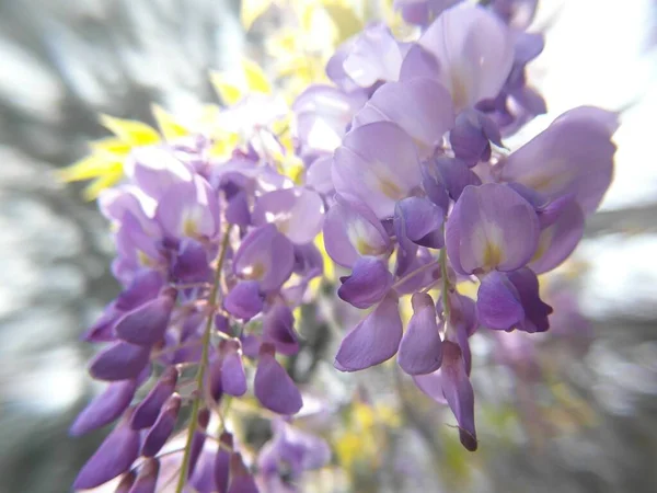 Zbliżenie Ujęcie Kwitnącego Purpurowego Chińskiego Wisteria Kwiaty Fasoli Drzewa — Zdjęcie stockowe