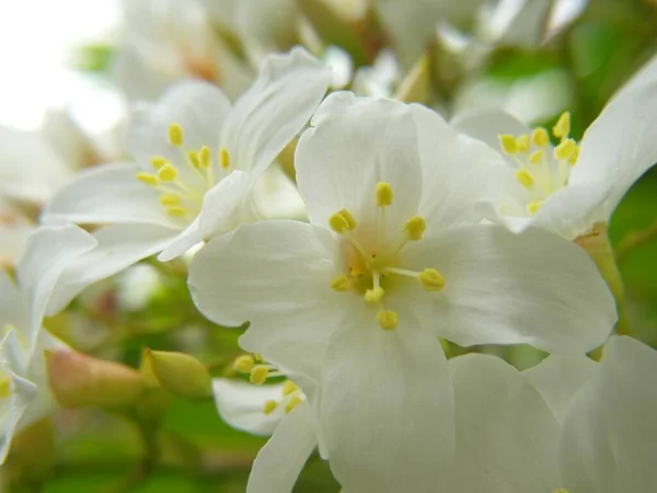 Primer Plano Flores Blancas Florecientes Árbol Aceite Tung Durante Día — Foto de Stock
