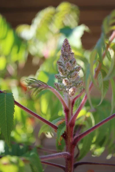 ブロモレイプ植物の垂直選択的焦点ショット — ストック写真