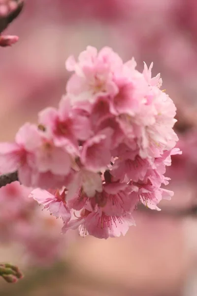 Close Vertical Flores Cereja Sakura — Fotografia de Stock