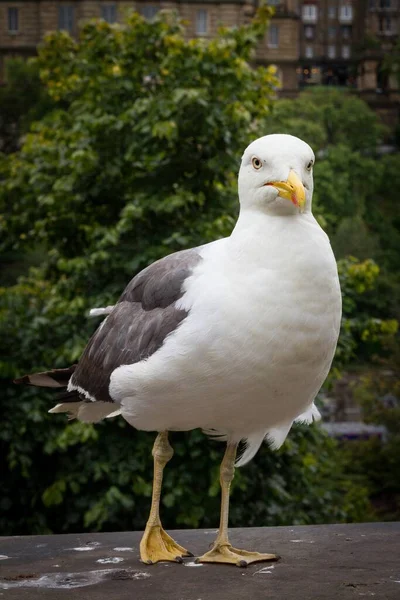 Vertical Closeup Shot Seagull Standing Stone Edge Green Trees Background — Stock Photo, Image