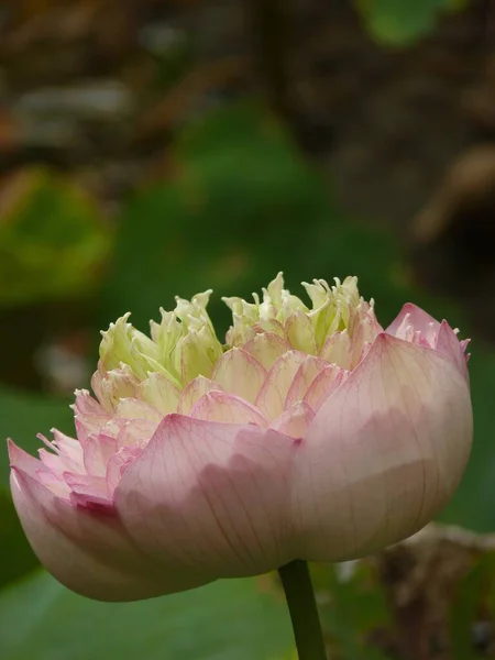 Tiro Vertical Flores Lótus Rosa Florescendo Vegetação Durante Dia — Fotografia de Stock