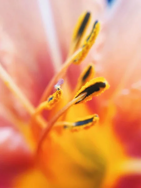 Vertical Macro Shot Pollen Orange Flower — Stock Photo, Image