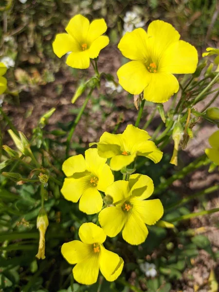 Pionowy Strzał Kwaśnych Żółtych Kwiatów Polu — Zdjęcie stockowe