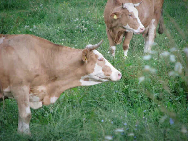一头奶牛在绿草牧场上吃草的特写镜头 — 图库照片