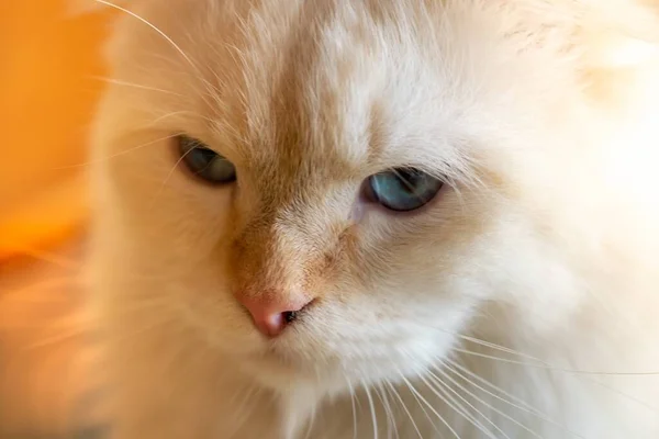 Eine Nahaufnahme Einer Entzückenden Weißen Hauskatze Mit Blauen Augen Unter — Stockfoto