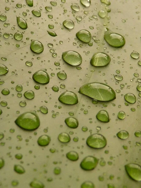 Vertikal Bild Ett Grönt Löv Yta Med Vattendroppar Toppen — Stockfoto