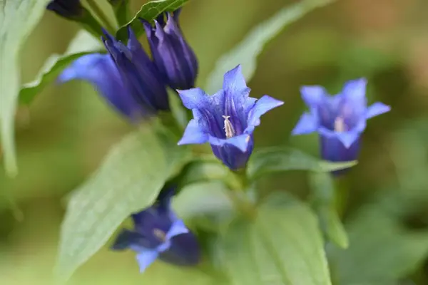 Eine Nahaufnahme Einer Niedlichen Glockenblume Sonnenlicht — Stockfoto