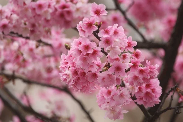 Close Flores Cereja Sakura — Fotografia de Stock