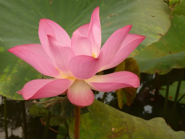 Gros Plan Une Fleur Lotus Rose Fleurs Dans Verdure Jour — Photo