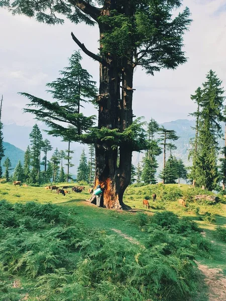 Een Verticale Foto Van Een Reiziger Die Buurt Van Een — Stockfoto