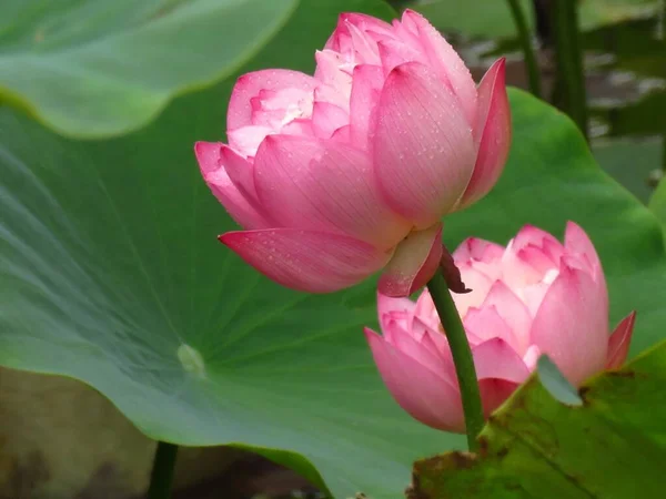 Μια Όμορφη Κοντινή Φωτογραφία Ροζ Λουλούδια Λωτού Φόντο Πρασίνου — Φωτογραφία Αρχείου