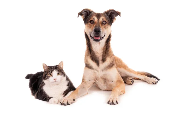 Mignon Chat Domestique Assis Sur Une Surface Blanche Côté Chien — Photo