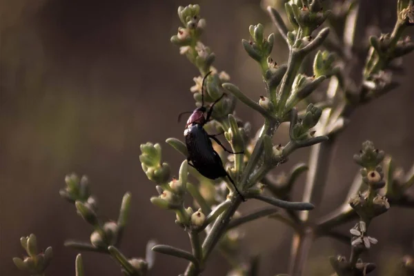 Eine Nahaufnahme Eines Pinacate Käfers Auf Einer Grünen Pflanze Auf — Stockfoto