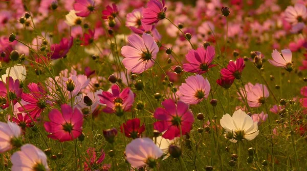 昼間は畑にピンク色のコスモスの花が咲いていました — ストック写真
