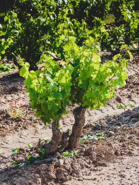 Piękna Sceneria Winnic Rioja Hiszpania Ciągu Dnia — Zdjęcie stockowe