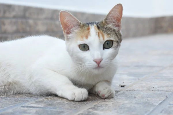 Bílá Šedá Roztomilá Evropská Kočka Šedém Cementovém Pozadí — Stock fotografie