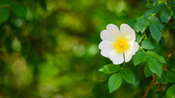 Panoramic Shot Beautiful White Rosa Canina Flower Green Branch — Stock Photo, Image