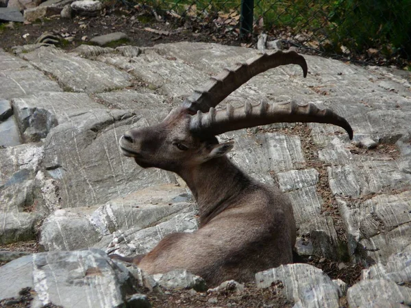 Cabra Capra Con Cuernos Tendidos Las Rocas Del Zoológico —  Fotos de Stock
