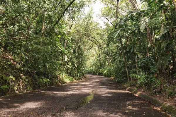 Una Strada Vuota Circondata Piante Alberi Verdi Durante Giorno — Foto Stock