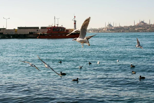 Flock Seabirds Flying Sea Background — Stock Photo, Image