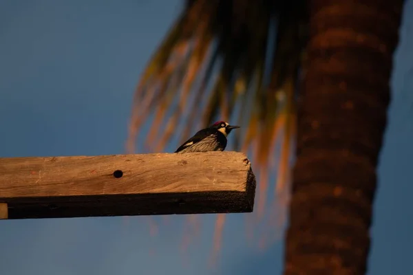 Een Close Shot Van Een Specht Een Hout — Stockfoto