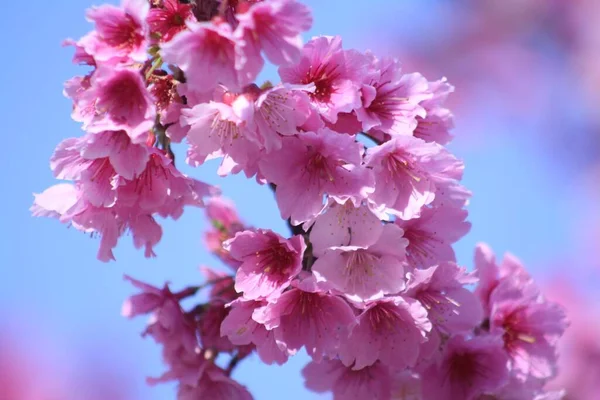 Closeup Shot Cherry Blossoms Blue Sky Background Sakura — Stock Photo, Image