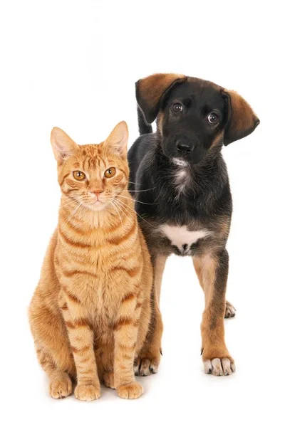 一只家猫和一只可爱的黑褐色狗在白色表面上的垂直镜头 — 图库照片