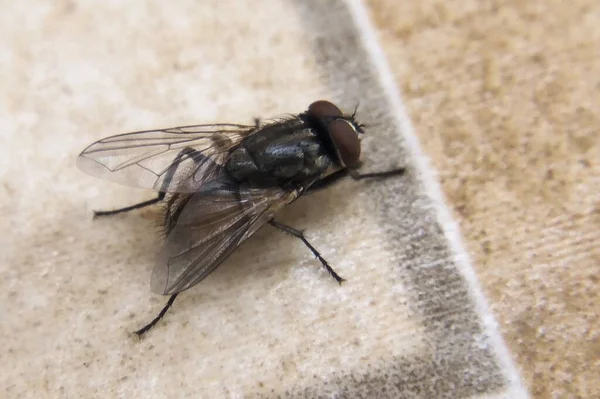 Tiro Macro Uma Mosca Doméstica Sentada Tecido — Fotografia de Stock