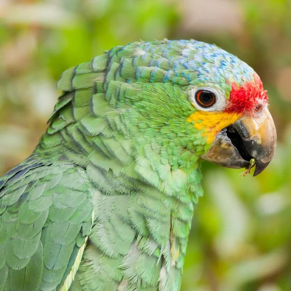 Egy Közeli Kép Egy Zöld Papagájról Homályos Háttérrel — Stock Fotó