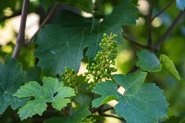 Gros Plan Des Feuilles Vertes Arbre — Photo