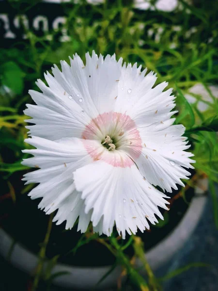 Gros Plan Vertical Une Fleur William Douce Recouverte Gouttes Rosée — Photo