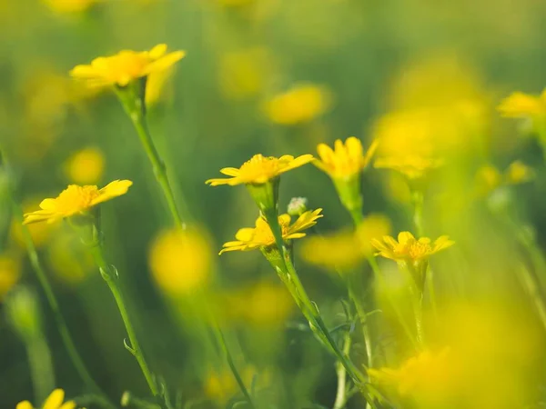 Makro Strzał Żółte Kwiaty Rumianku Polu Rozmytym Tle — Zdjęcie stockowe