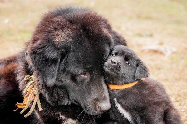 Bir Bhutanese Dağ Köpeğinin Köpek Yavrusuyla Çimlerin Üzerinde Yatarken Yakın — Stok fotoğraf